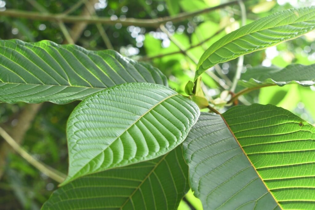 most potent green vein kratom