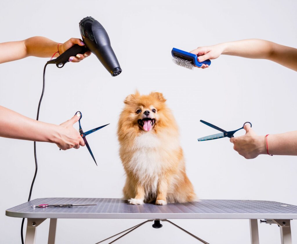 Pet Grooming Care